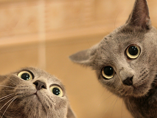 355008 (a): :1024x768